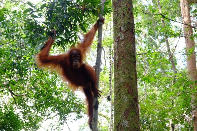 orangutan_4c59de57bb_b.jpg