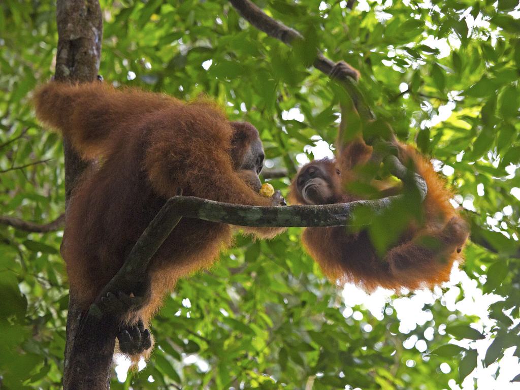 orangutan_11c2a92542_b.jpg