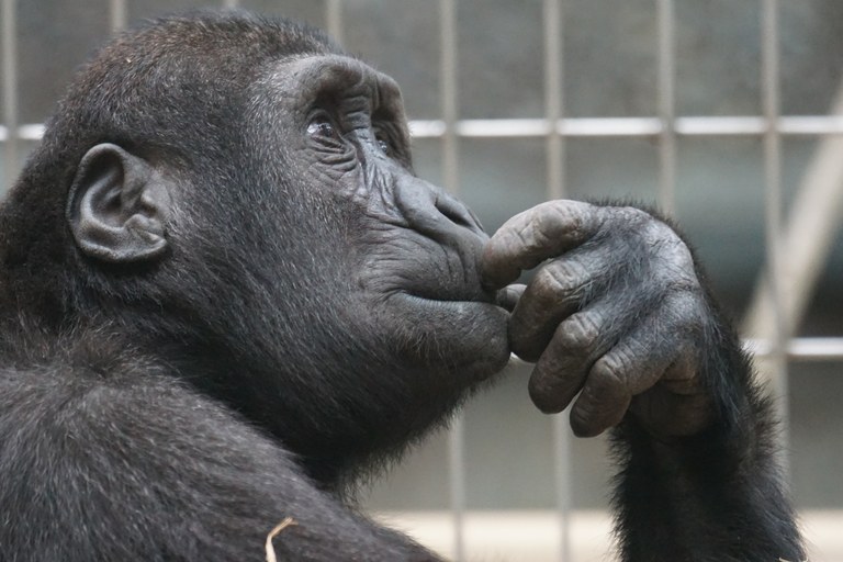 chimp-ape-black-33535.jpg