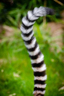 lemur-tail-close-up-145951.jpg