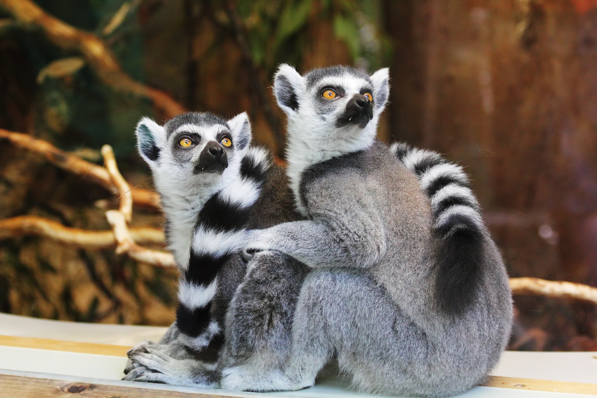 lemur-1010643_1920.jpg