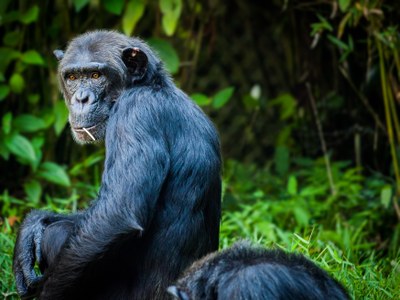 chimpanzee-1545010.jpg