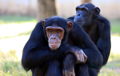 chimpanzee-88994.jpg