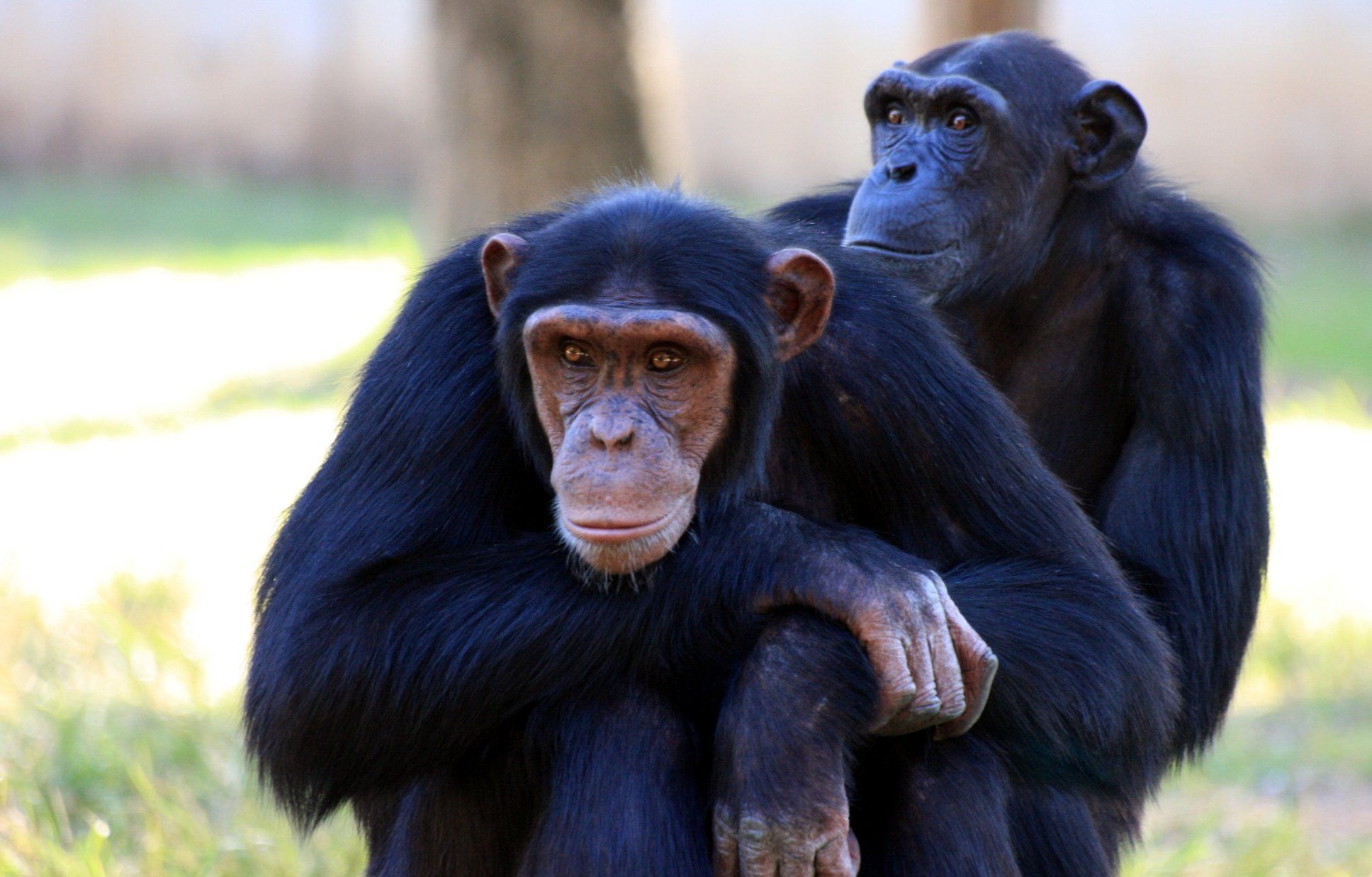 Приматы шимпанзе. Шимпанзе человекообразные обезьяны. Обезьяна примат. Красивая шимпанзе. Красивые приматы.