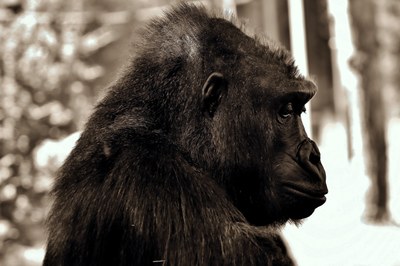 gorilla-2944021.jpg