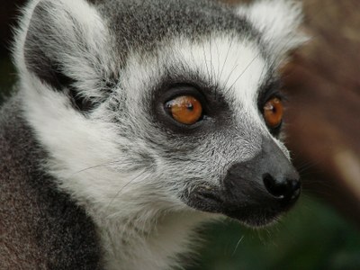 lemur-108450_1920.jpg
