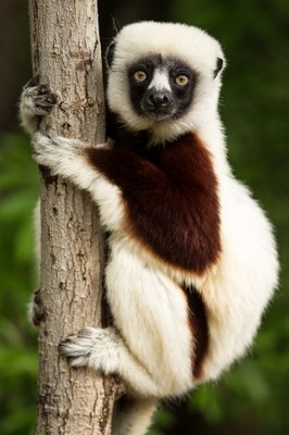 lemur-1794519_1920.jpg