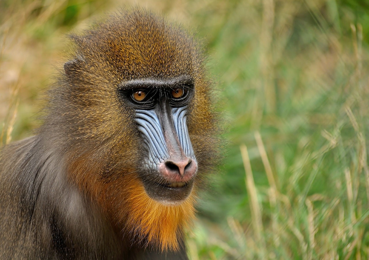 mandrill-396289_1280.jpg