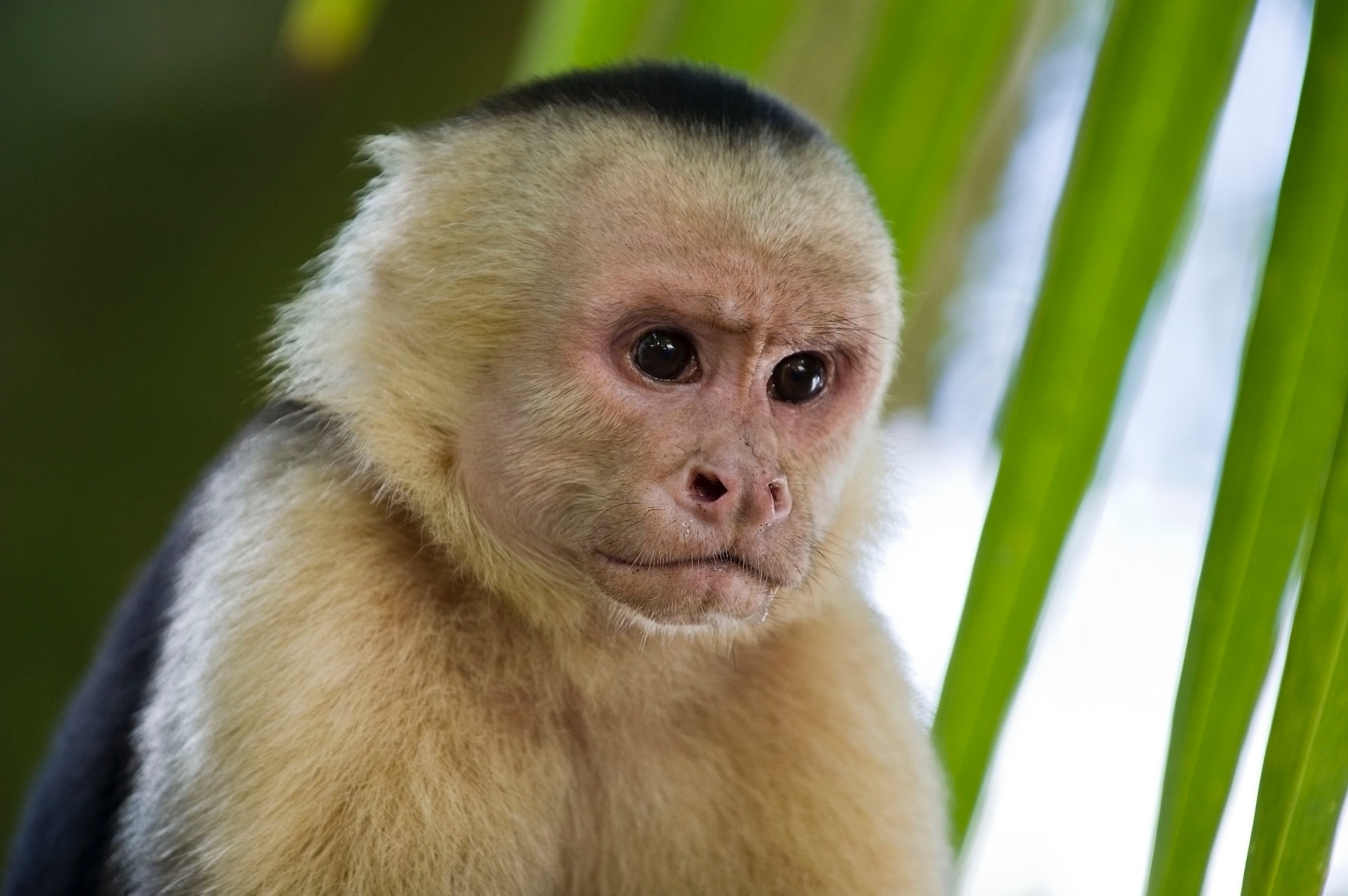 monkey-2139295_1920.jpg