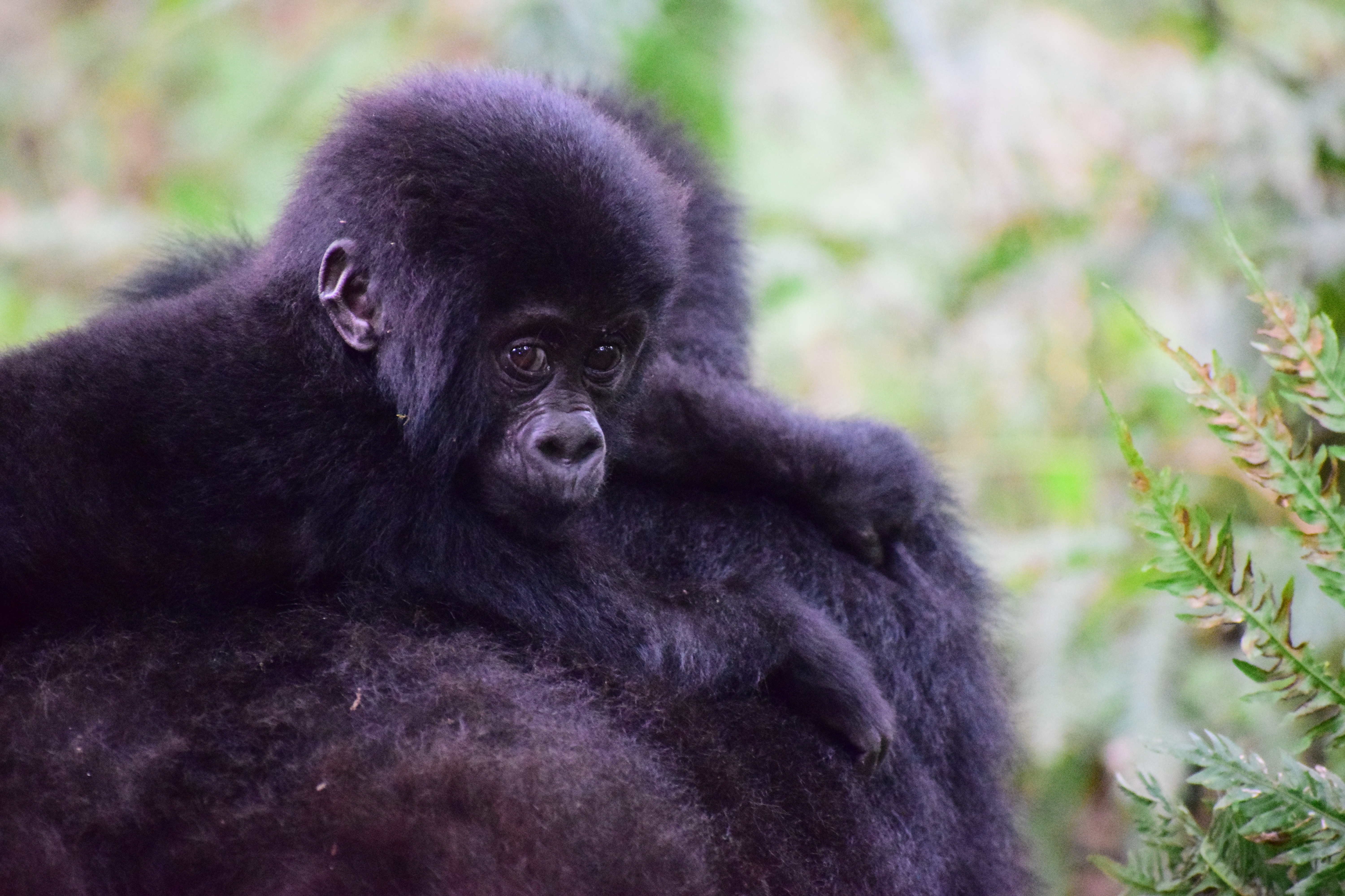 mountain-gorilla-2705589.jpg