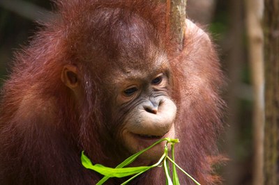 orangutan-1950011.jpg