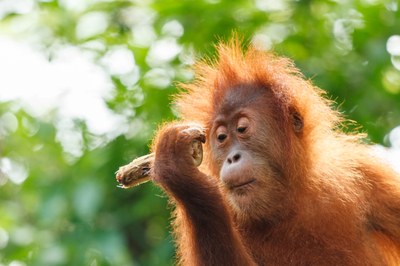 orangutan-2943873.jpg