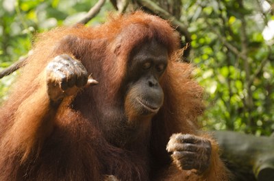 orangutan-681664.jpg