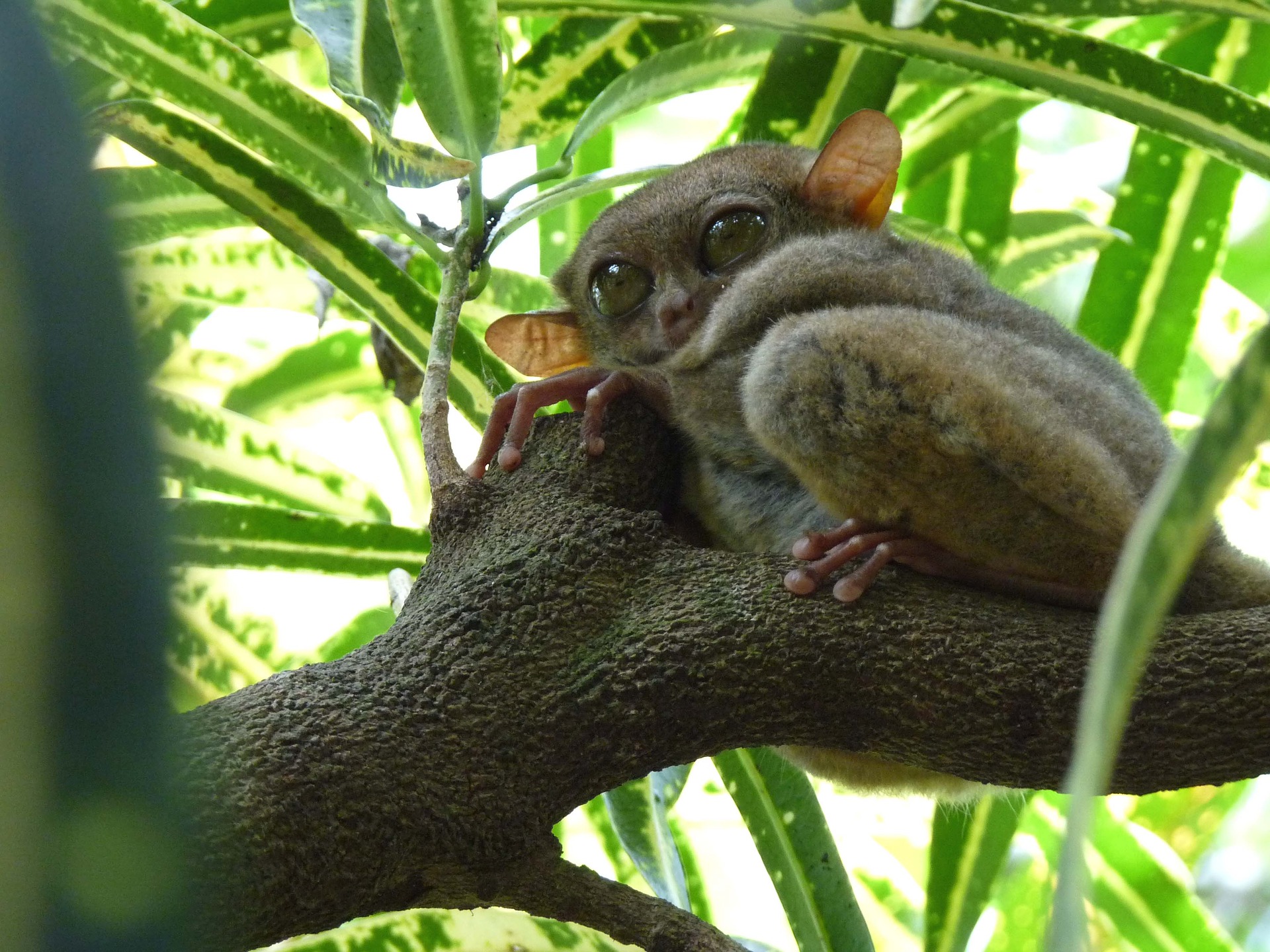 tarsier-2438262_1920.jpg