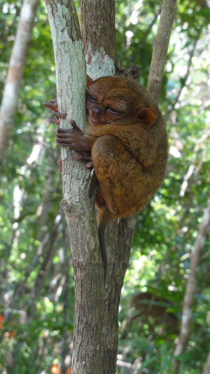 tarsier-292195_1280.jpg