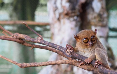 tarsier-wildlife-3188071_1920.jpg