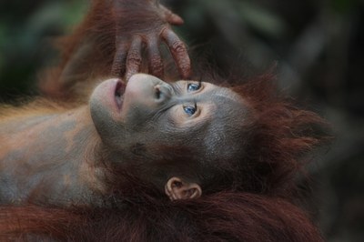 orangutan-3085394.jpg