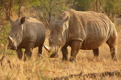 africa-rhino-3409822_1920 (1).jpg