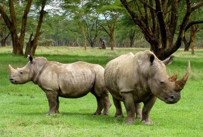 africa-rhino-86621_1920.jpg