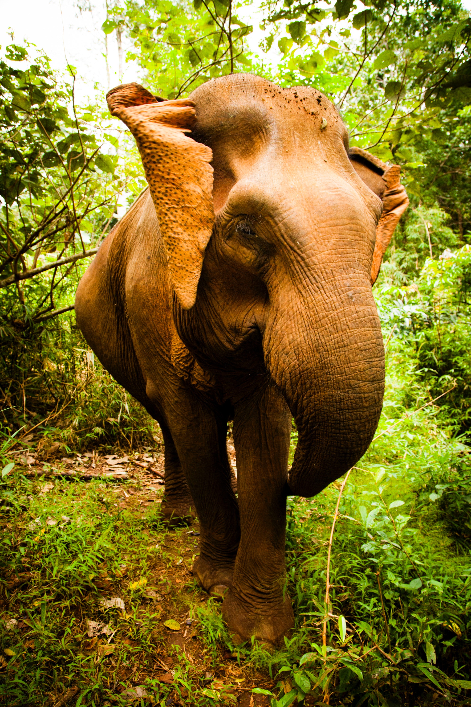 asian-elephant-714046.jpg