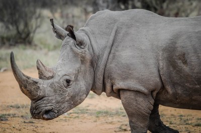 african-rhino-16040.jpg