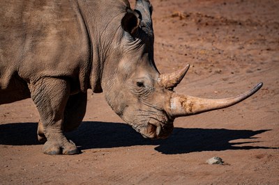 african-rhino-2674050.jpg