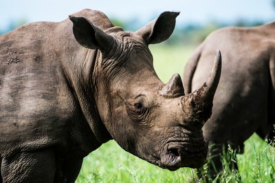 african-rhino-677974.jpg