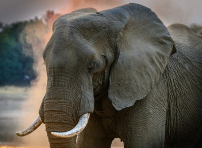 african-elephant-photography-big-1054666.jpg