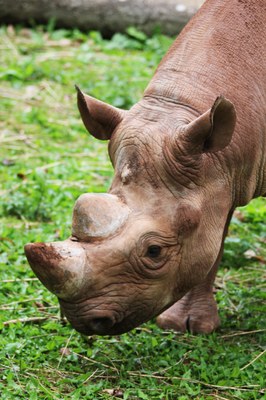 asian-rhino-animal-photography-big-132400.jpg