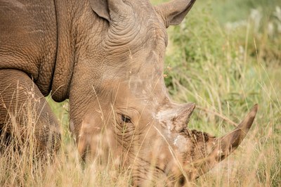 african-rhino-animal-photography-big-618959.jpg