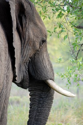 asian-elephant-close-up-elephant-53125.jpg