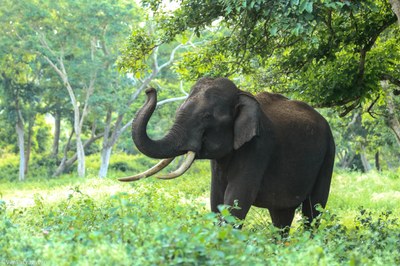asian-elephant-ivory-982021.jpg