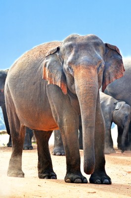 asian-elephant-animals-close-up-60506.jpg