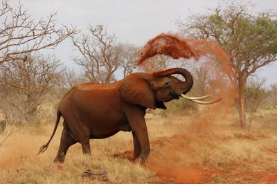 african-elephant-111695_1280.jpg