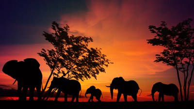 african-elephant-2231690.jpg