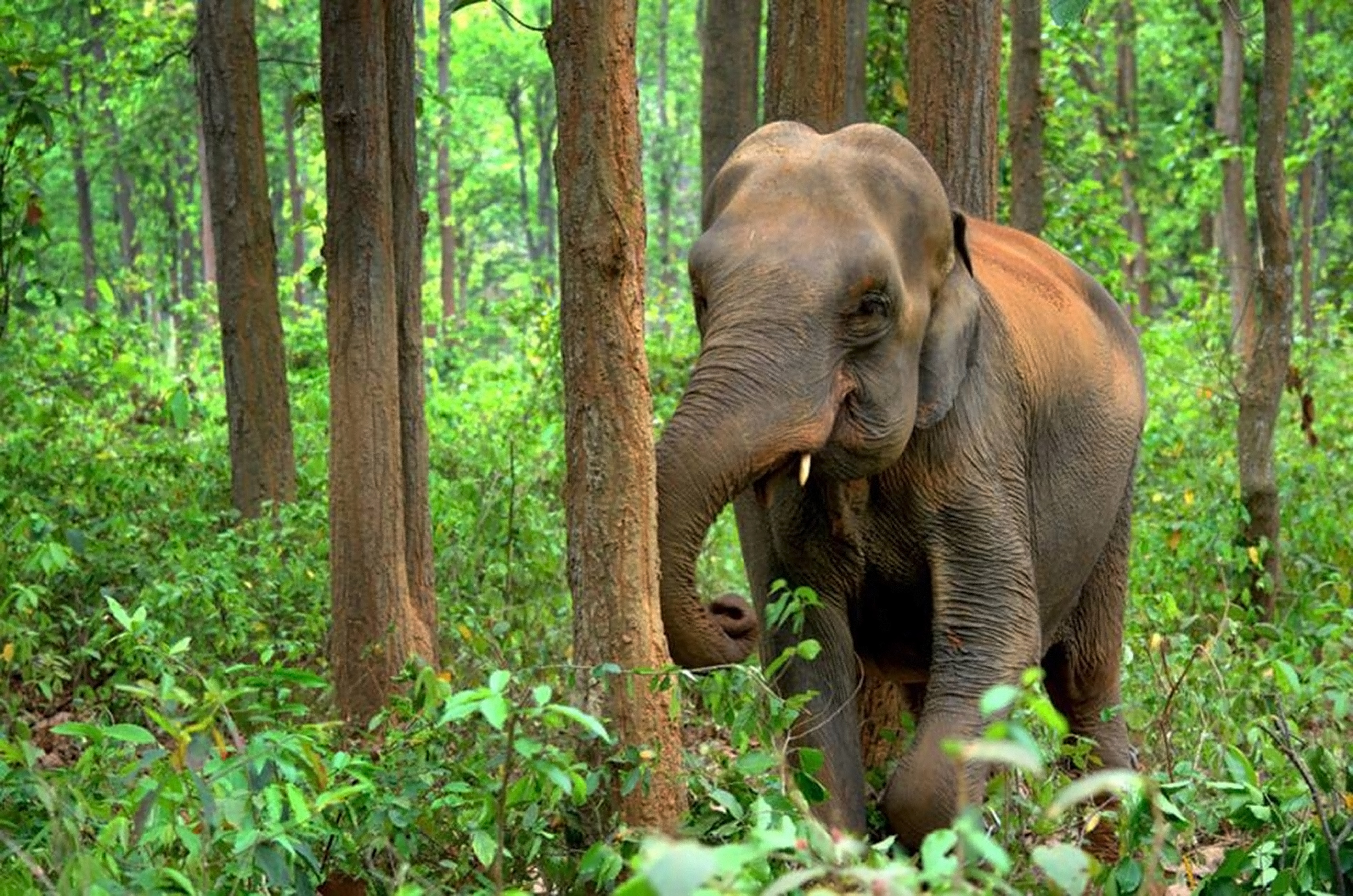 asian-elephant-2405757.jpg