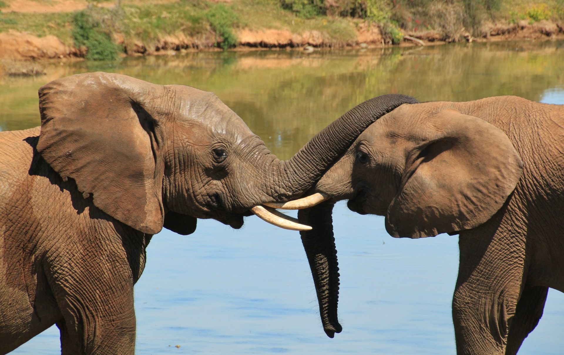 african-elephant-254791_1920.jpg