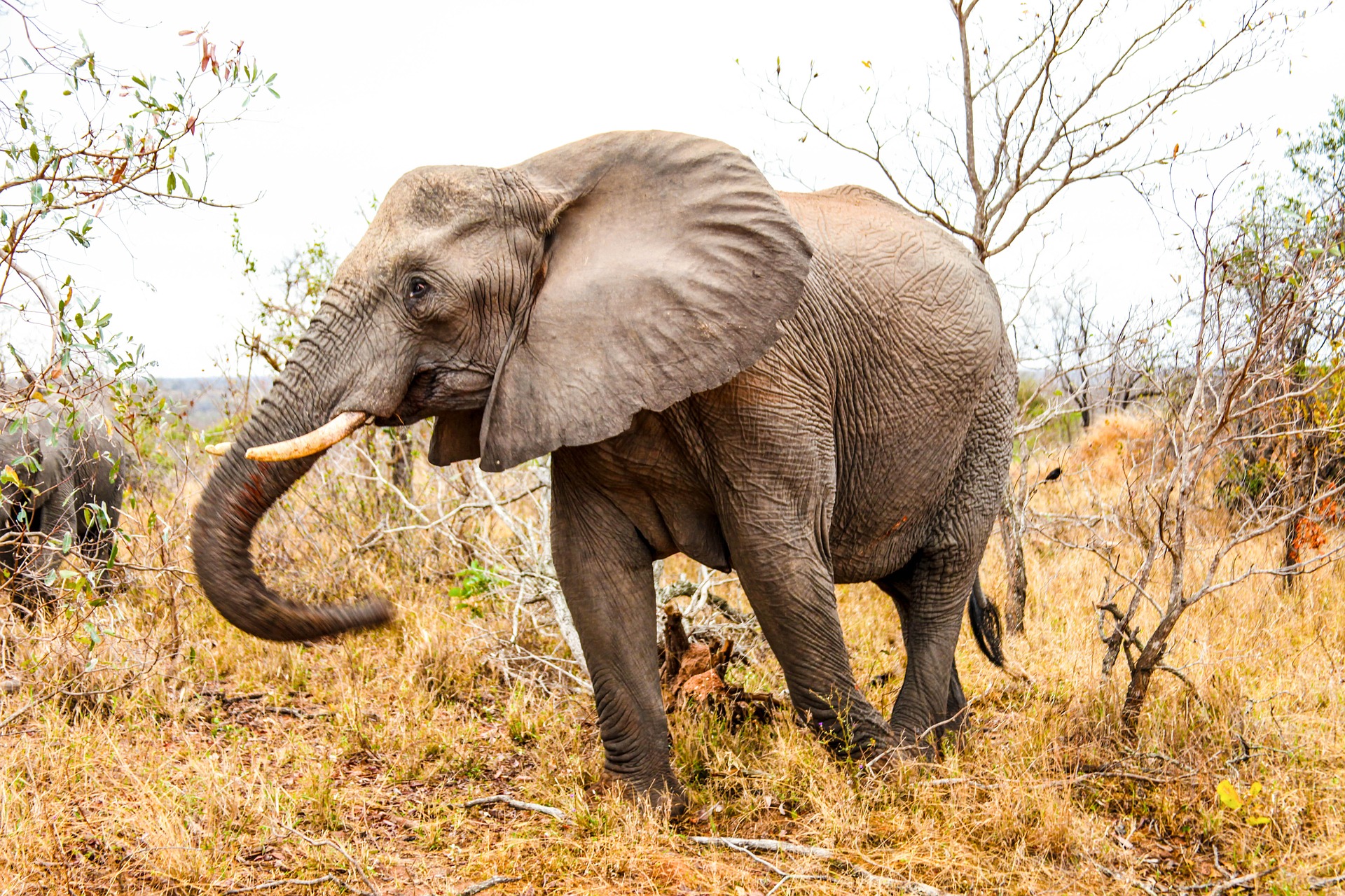 african-elephant-2583729_1920.jpg