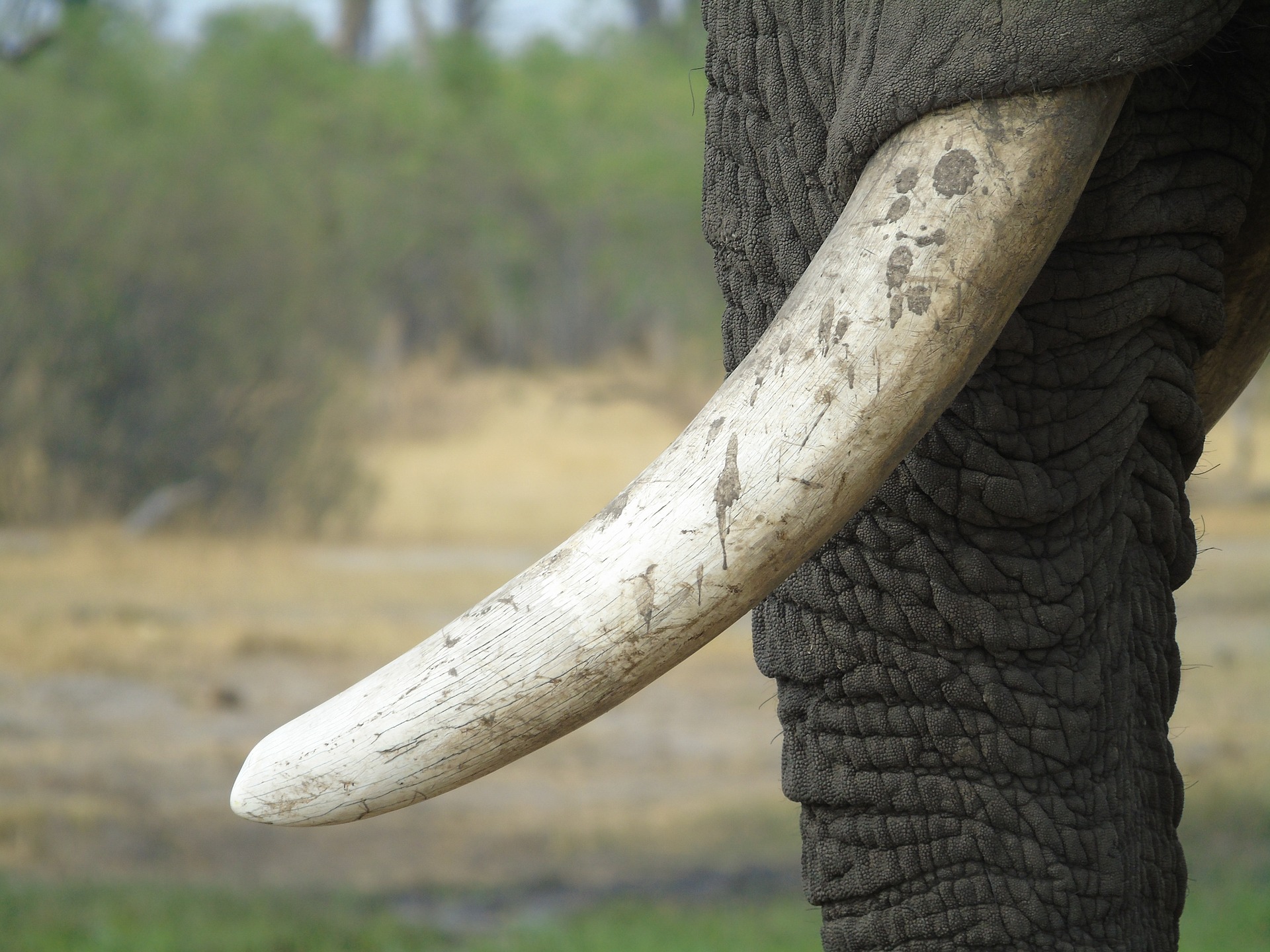 african-elephant-2838706_1920.jpg