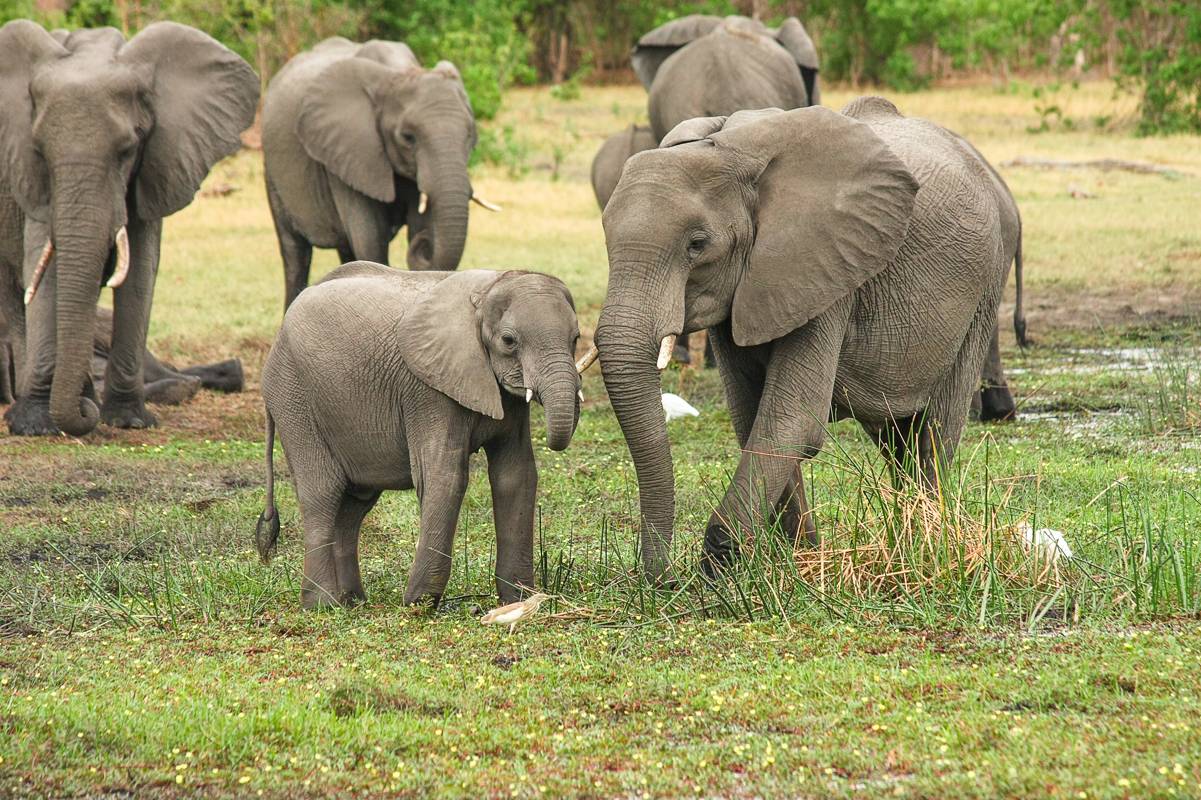 african-elephant-2923917.jpg