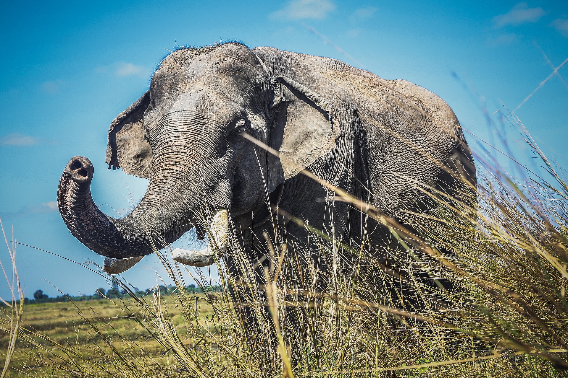 asian-elephant-2976821_1920.jpg