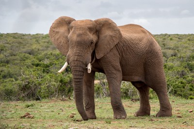african-elephant-3093096.jpg