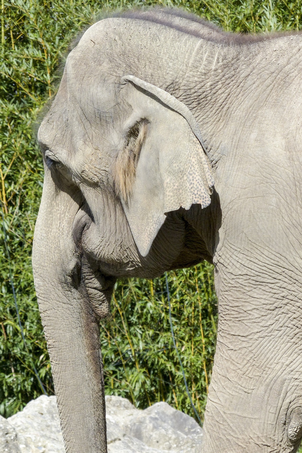 asian-elephant-567339_1920.jpg