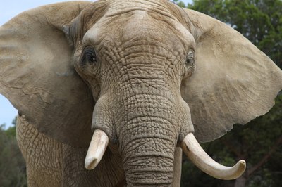 african-elephant-729899_1920.jpg