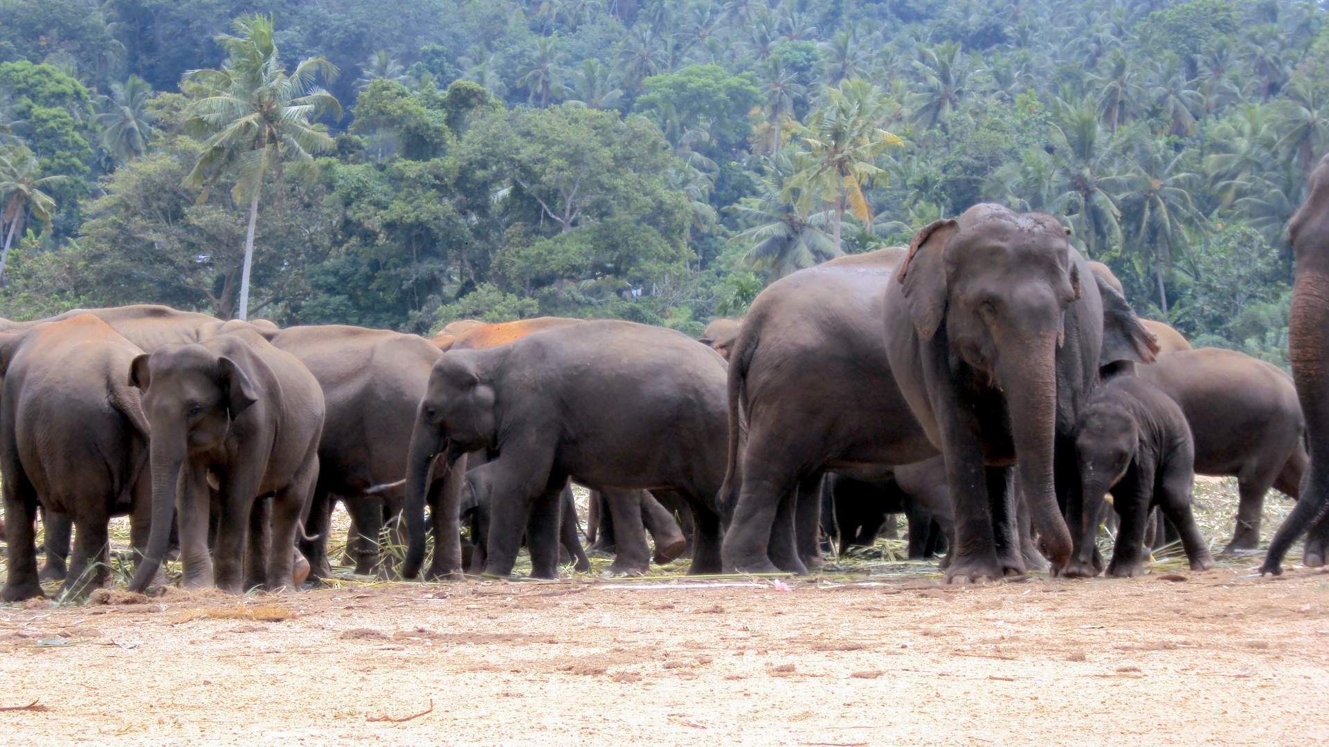 asian-elephant-orphanage-170867.jpg