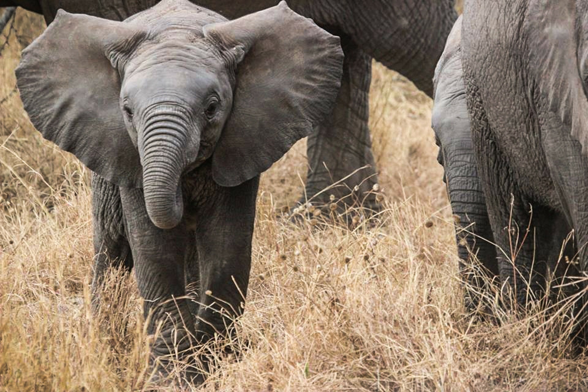 african-elephants-285515_1920.jpg