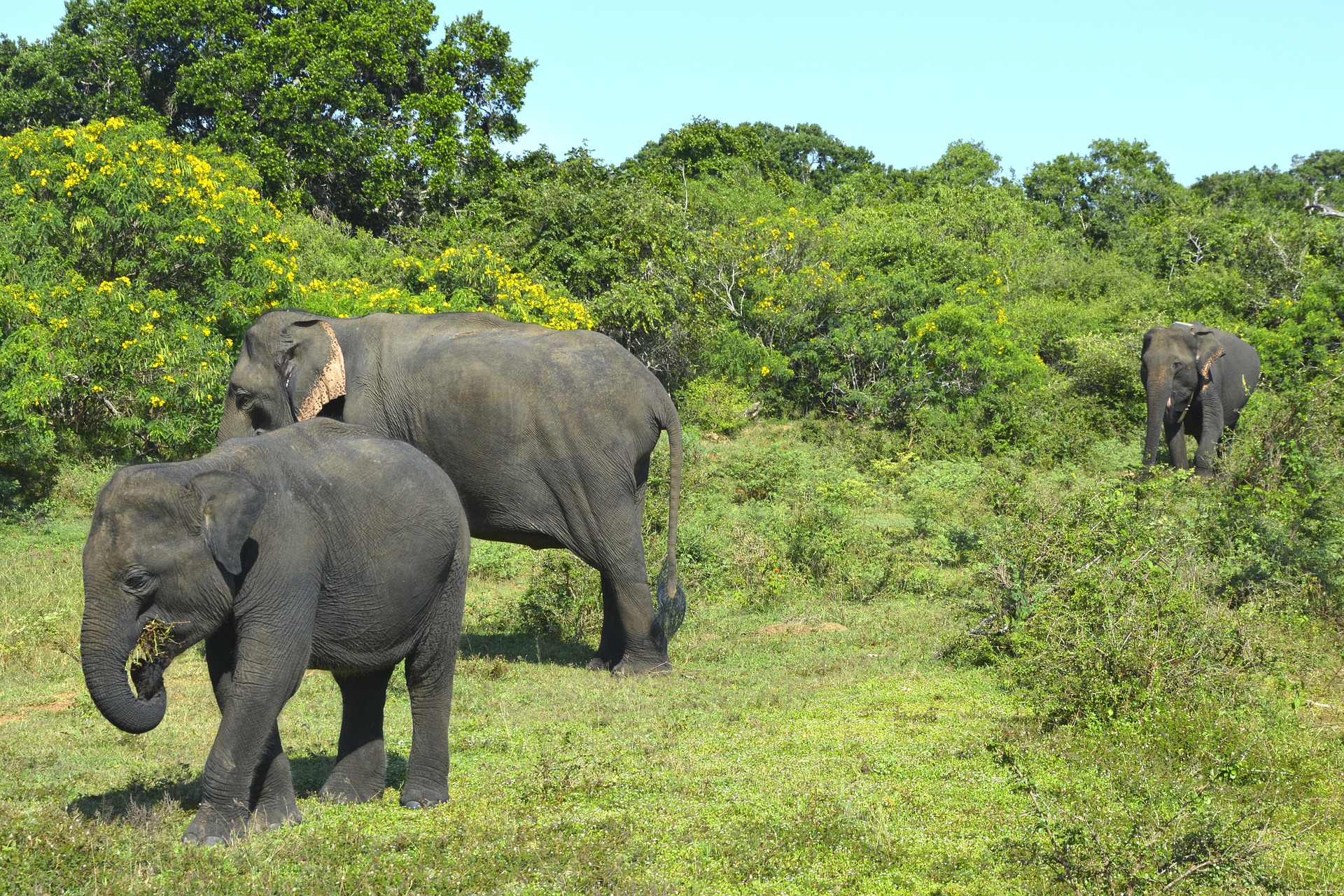 asian-elephants-3751168_1920.jpg