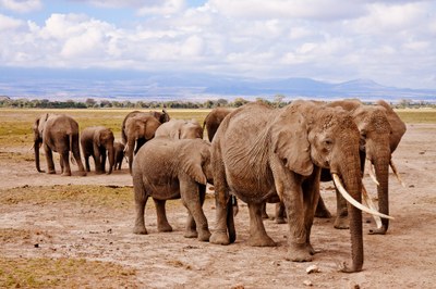 african-elephants-458990_1920.jpg