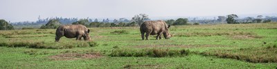 african-rhino-panorama-2675966.jpg