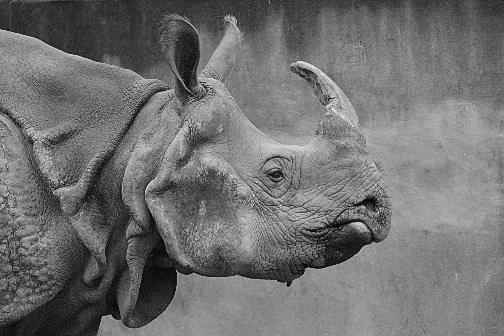 asian-rhino-1118684_1920.jpg